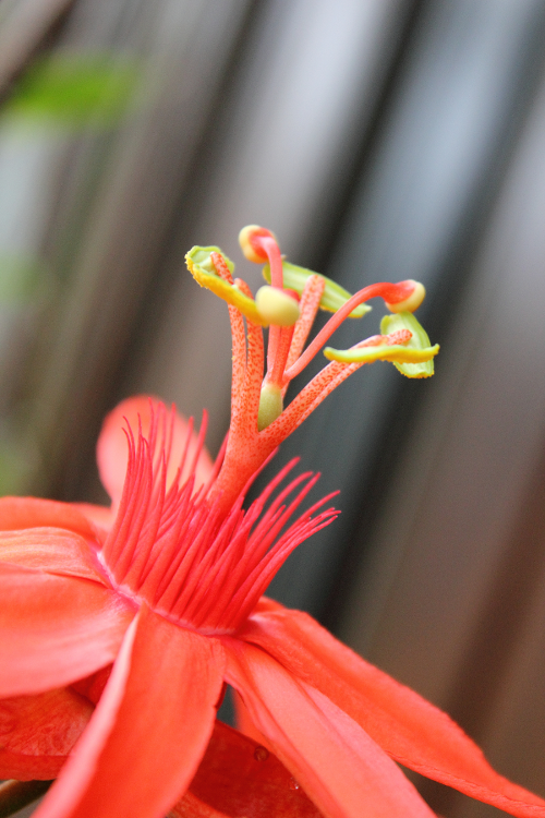 A Photograph of a passion flower at the Montreal Botanical Gardens