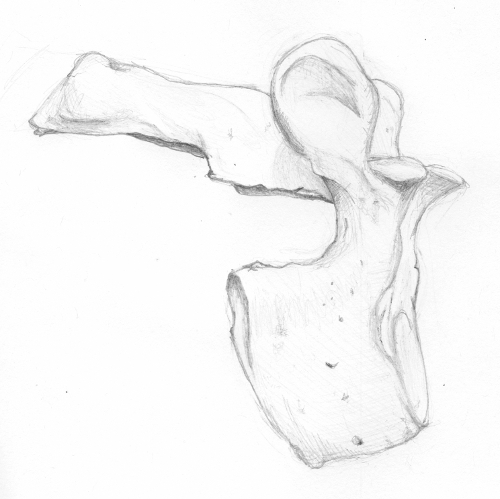 A pencil Study of the thoracic vertrbrae