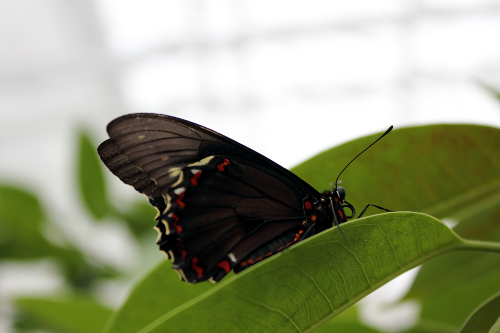 A photograph of a brown butterfly, with red and white accents resting on a leaf