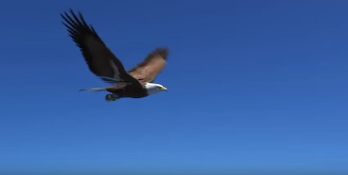 3d animation of an eagle's fly cycle